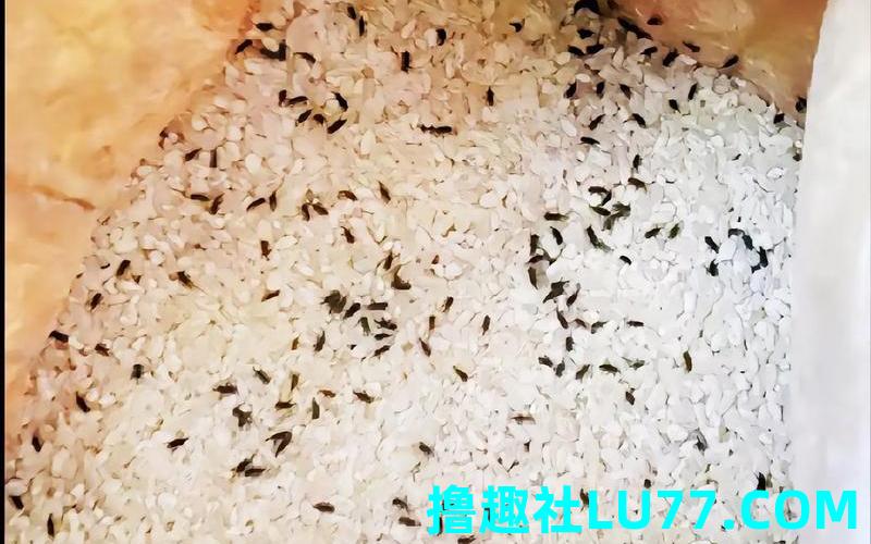 梦见面粉里有虫子
