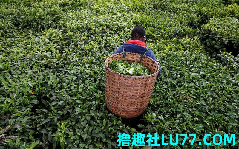 梦见采茶人 梦见采茶人