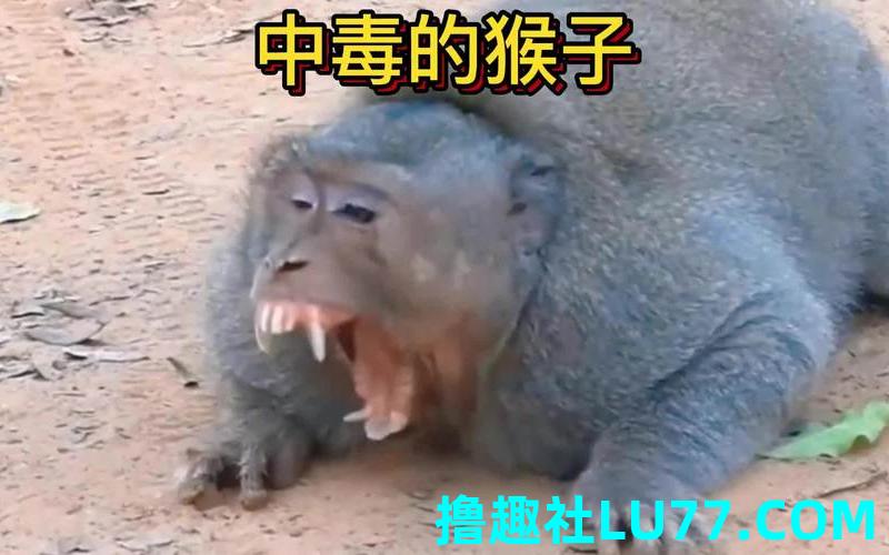 梦见被猴子吐口水