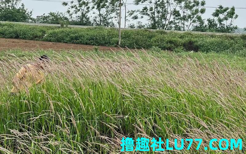 梦见草坟