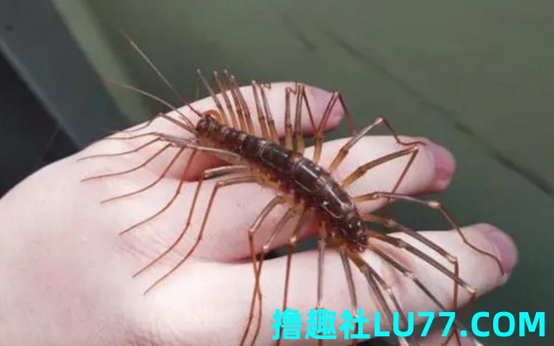 梦见蜒蚰