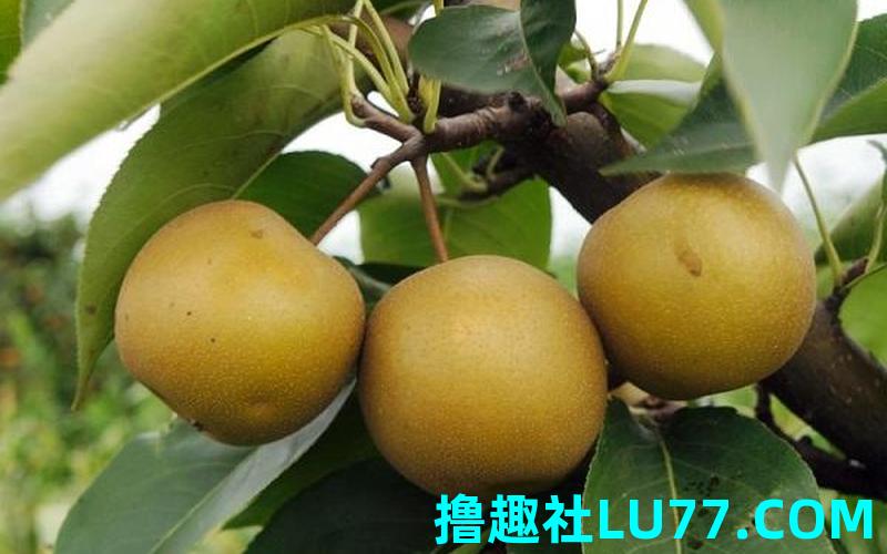 梦见坐车摘梨 梦见坐车摘梨