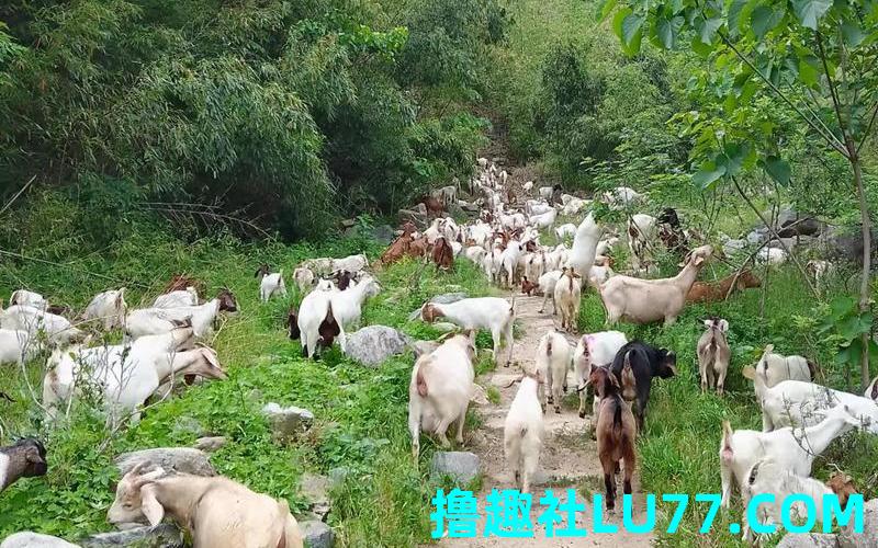 梦见山上很多羊 梦见山上很多羊