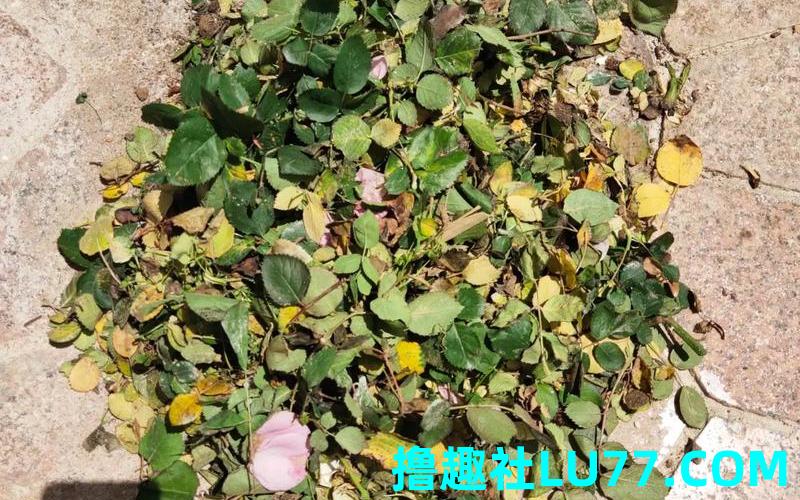 梦见花枯叶 梦见花枯叶