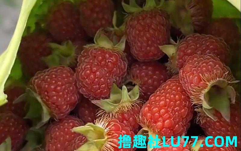 梦见采野果 梦见采野果