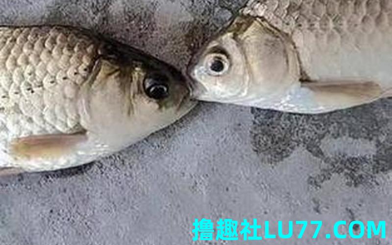 梦见一次钓到两条鱼 梦见一次钓到两条鱼