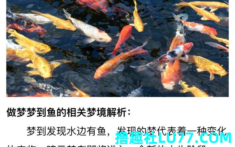 梦见好多大鱼在水里游