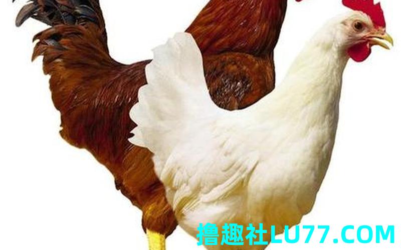 梦见计 梦见计