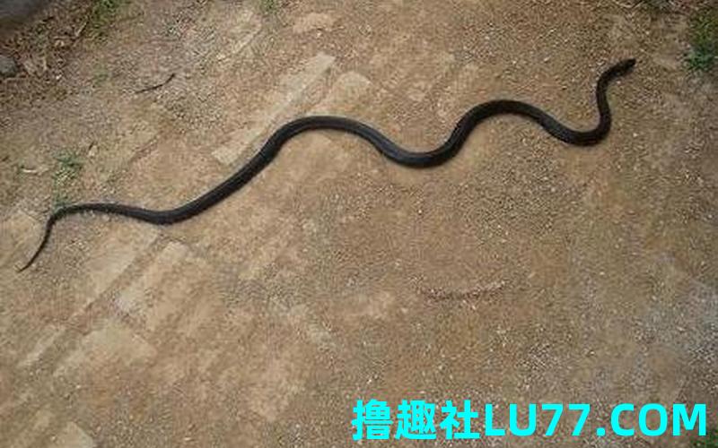 梦见击退黑蛇 梦见击退黑蛇