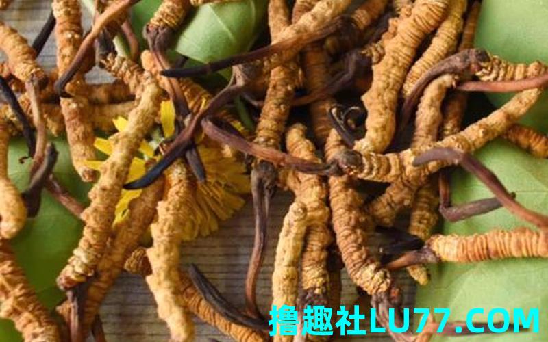 梦见一根虫草