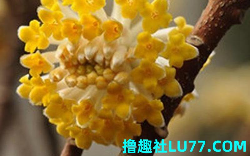 梦见铧