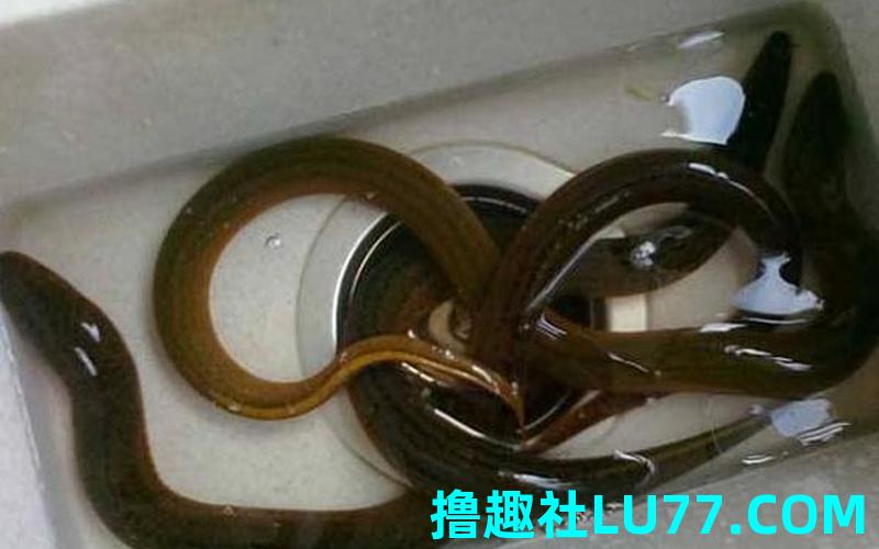 梦见黄鳝咬我
