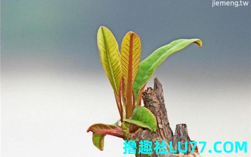 梦见饭发芽