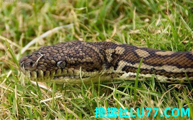 梦见被蛇咬到手指 梦见被蛇咬到手指