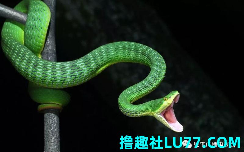怀孕梦见绿色的蟒蛇 怀孕梦见绿色的蟒蛇