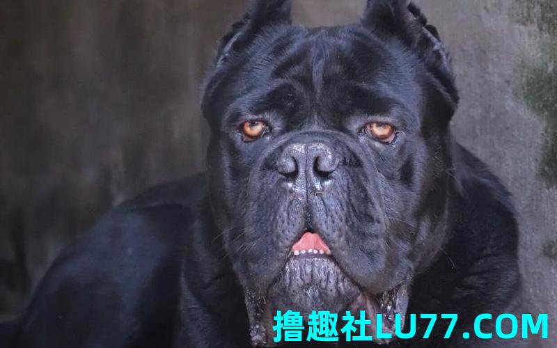 梦见黒鬼
