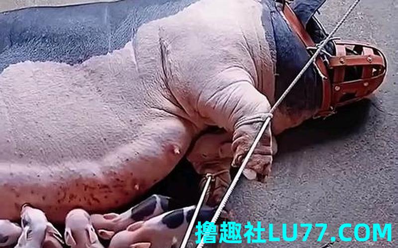 梦见妈在喂猪