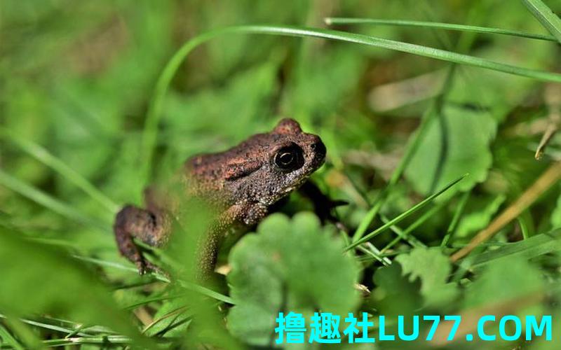 梦见鼠蛤蟆 梦见鼠蛤蟆