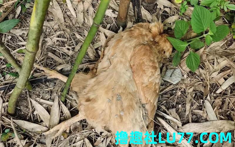 梦见鸡被火烧死 梦见鸡被火烧死