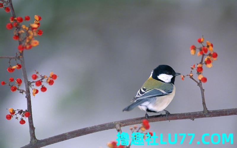 梦见小鸟吵架 梦见小鸟吵架