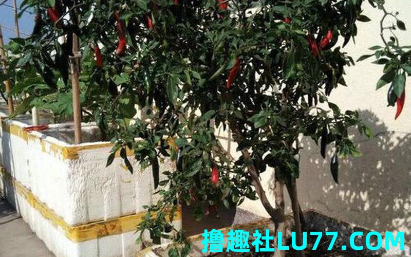 梦见辣椒数 梦见辣椒数
