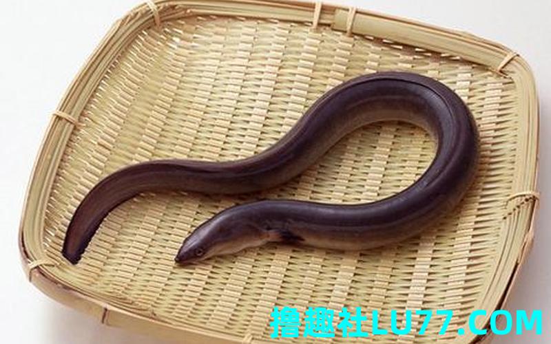 梦见打猎失败