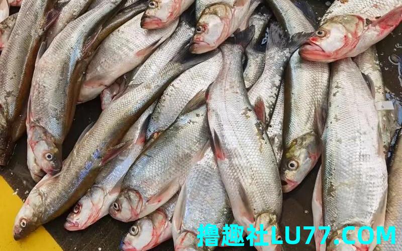 梦见白鱼 梦见白鱼