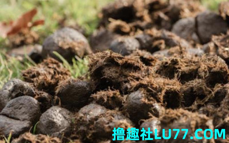 梦见牛粪弄到自己身上 梦见牛粪弄到自己身上
