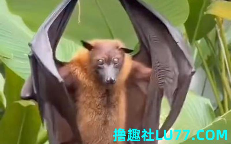 梦见自己是蝙蝠 梦见自己是蝙蝠