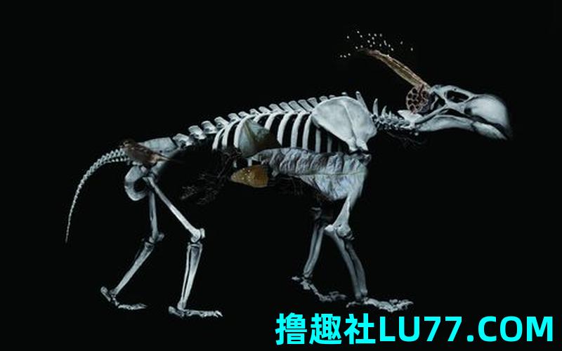 梦见骨头盖