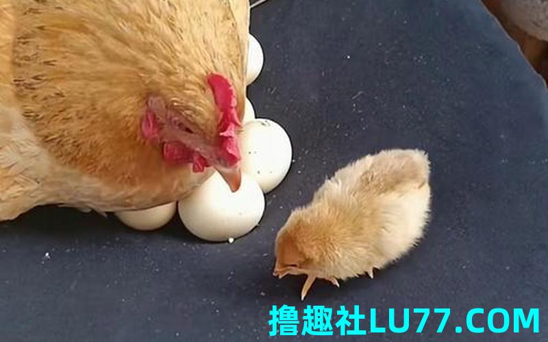 梦见母鸡追着啄我
