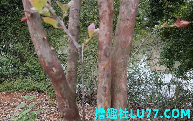 梦见黑土树