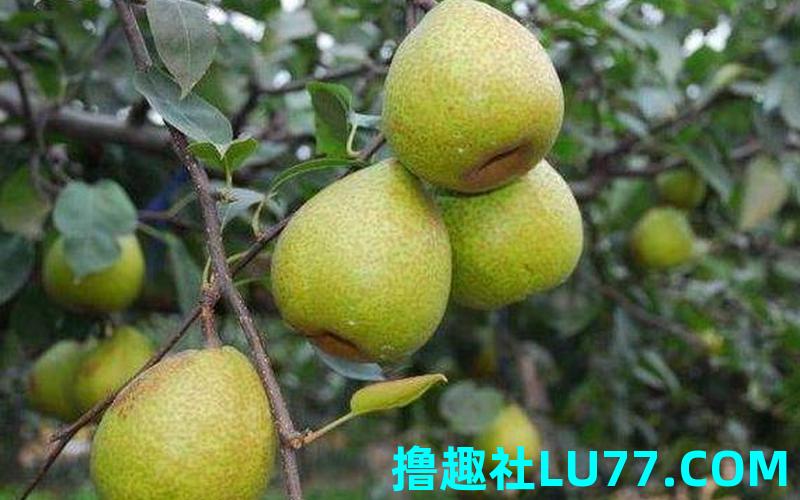 病人梦见梨