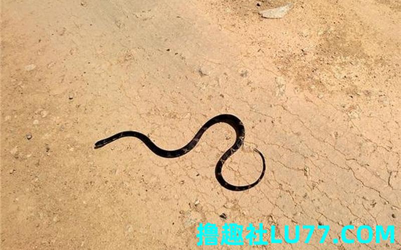 梦见黑蛇在腿上 梦见黑蛇在腿上
