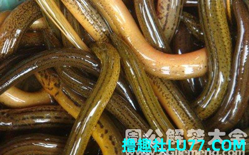梦见黄鳝逃跑