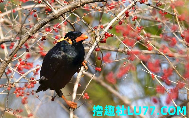 梦见鹩哥鸟 梦见鹩哥鸟
