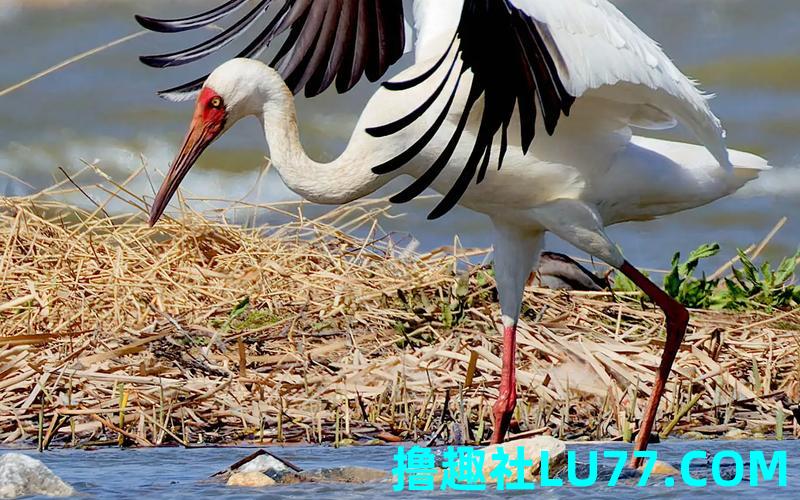 梦见鶴