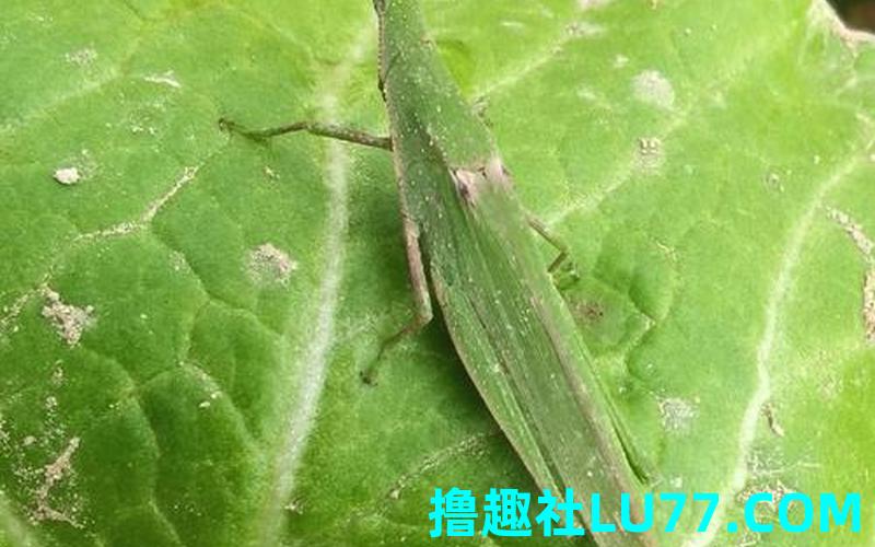 梦见负蝗