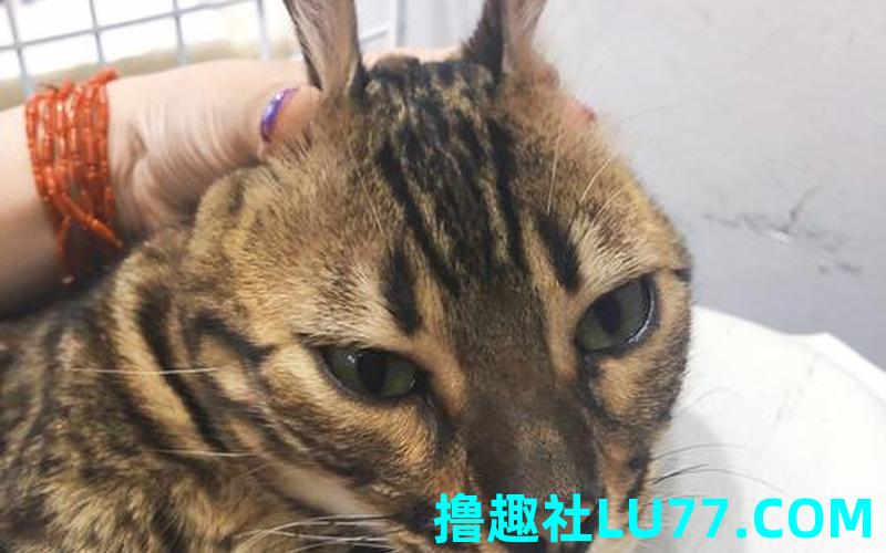 梦见爸爸摔猫