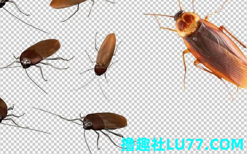 男士梦见蟑螂 男士梦见蟑螂