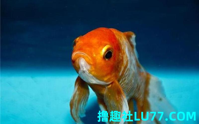跨年梦见鱼 跨年梦见鱼