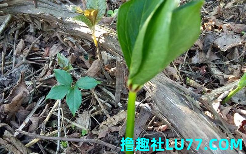 梦见重楼苗