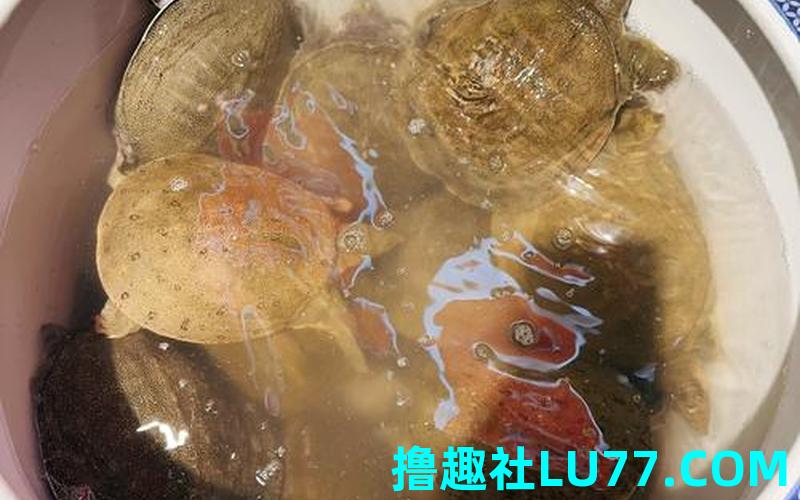 梦见被放生的甲鱼 梦见被放生的甲鱼