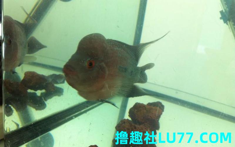老头梦见鱼 老头梦见鱼