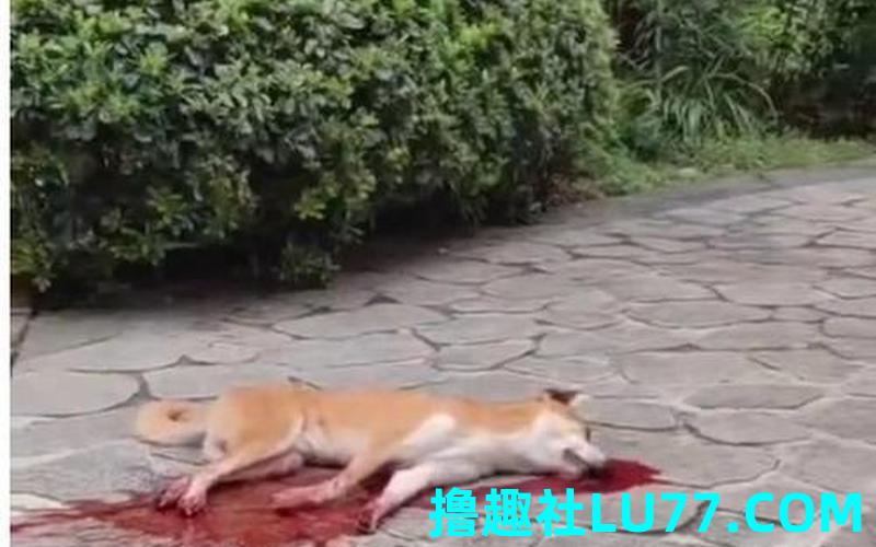 梦见大狮狗 梦见大狮狗