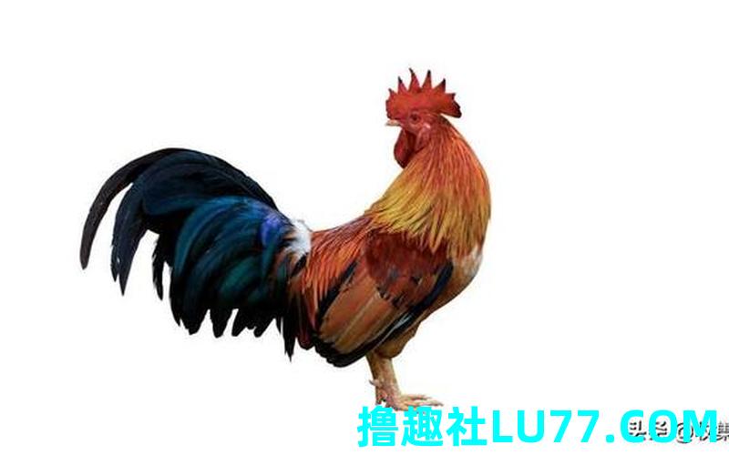 梦见藉