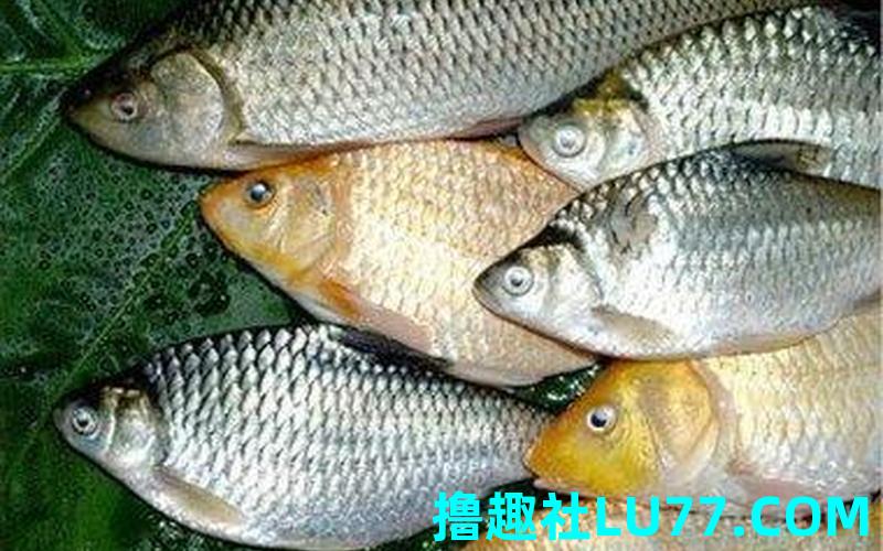 梦见许久鲫鱼