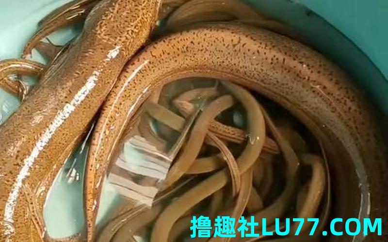 6梦见鳝鱼