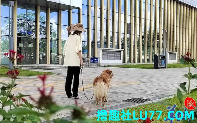 梦见遛狗什么
