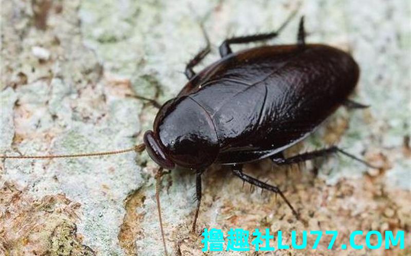 梦见大蟑螂死了 梦见大蟑螂死了